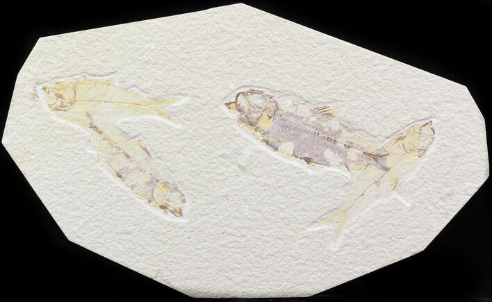 Multiple Knightia Fossil Fish Plate - x #42455